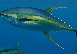 Ikan Tuna Papua